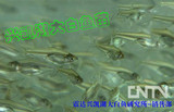 兴凯湖大白鱼苗种~四大淡水名鱼
