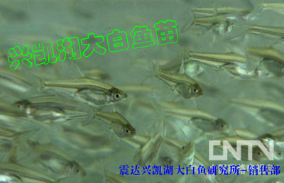 兴凯湖大白鱼苗种~四大淡水名鱼