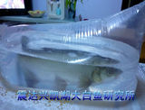 四大淡水名鱼~兴凯湖大白鱼-活鱼