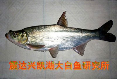 四大淡水名鱼~兴凯湖大白鱼-商品鱼