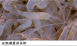 兴凯湖秀丽白虾