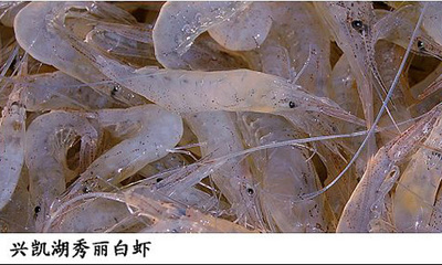 兴凯湖秀丽白虾
